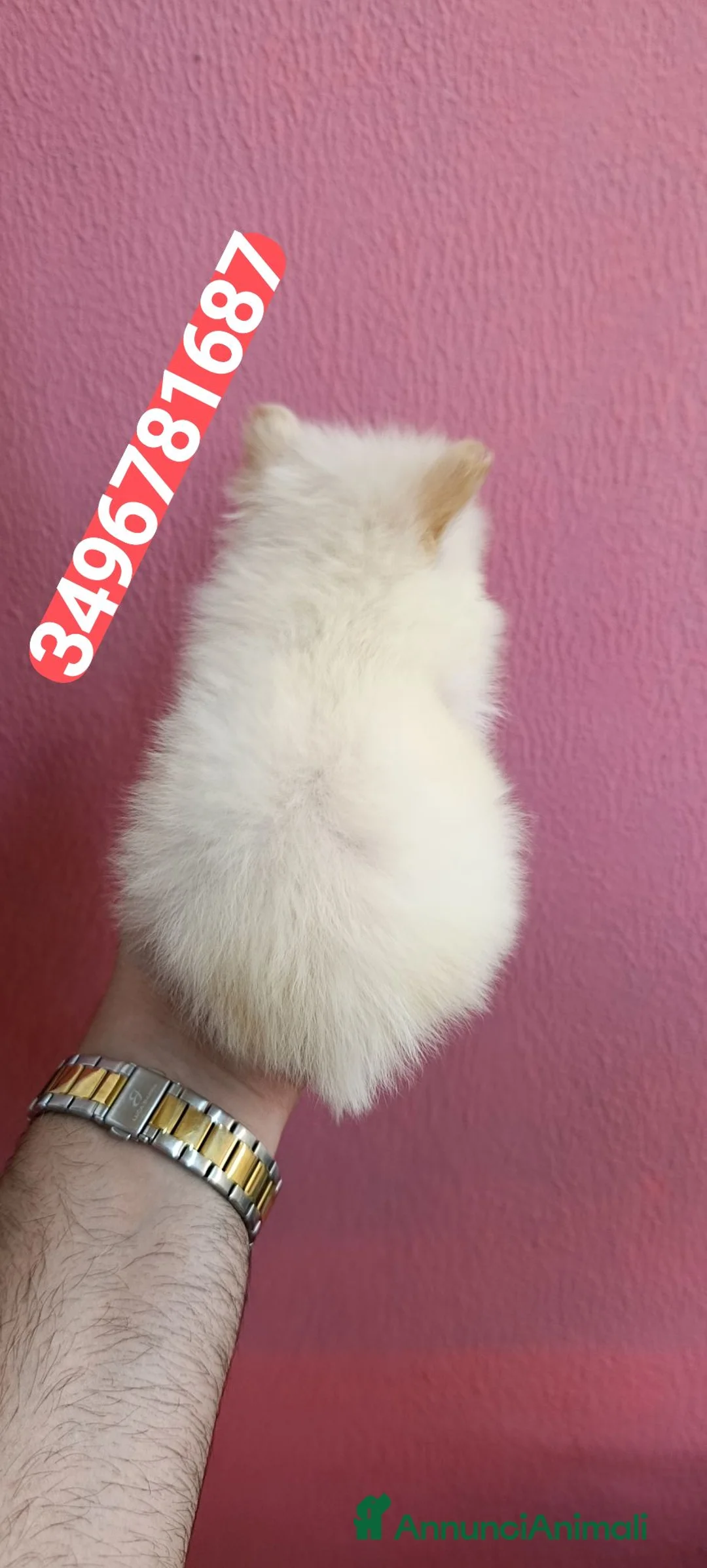 Spitz cani in vendita: SPITZ TEDESCO PICCOLO ultime batuffoline cucciole - Annuncio 2