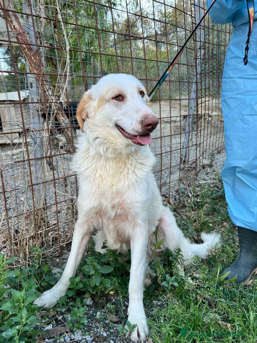 Meticcio cani in regalo: Cracco molto affettuoso - Annuncio 16