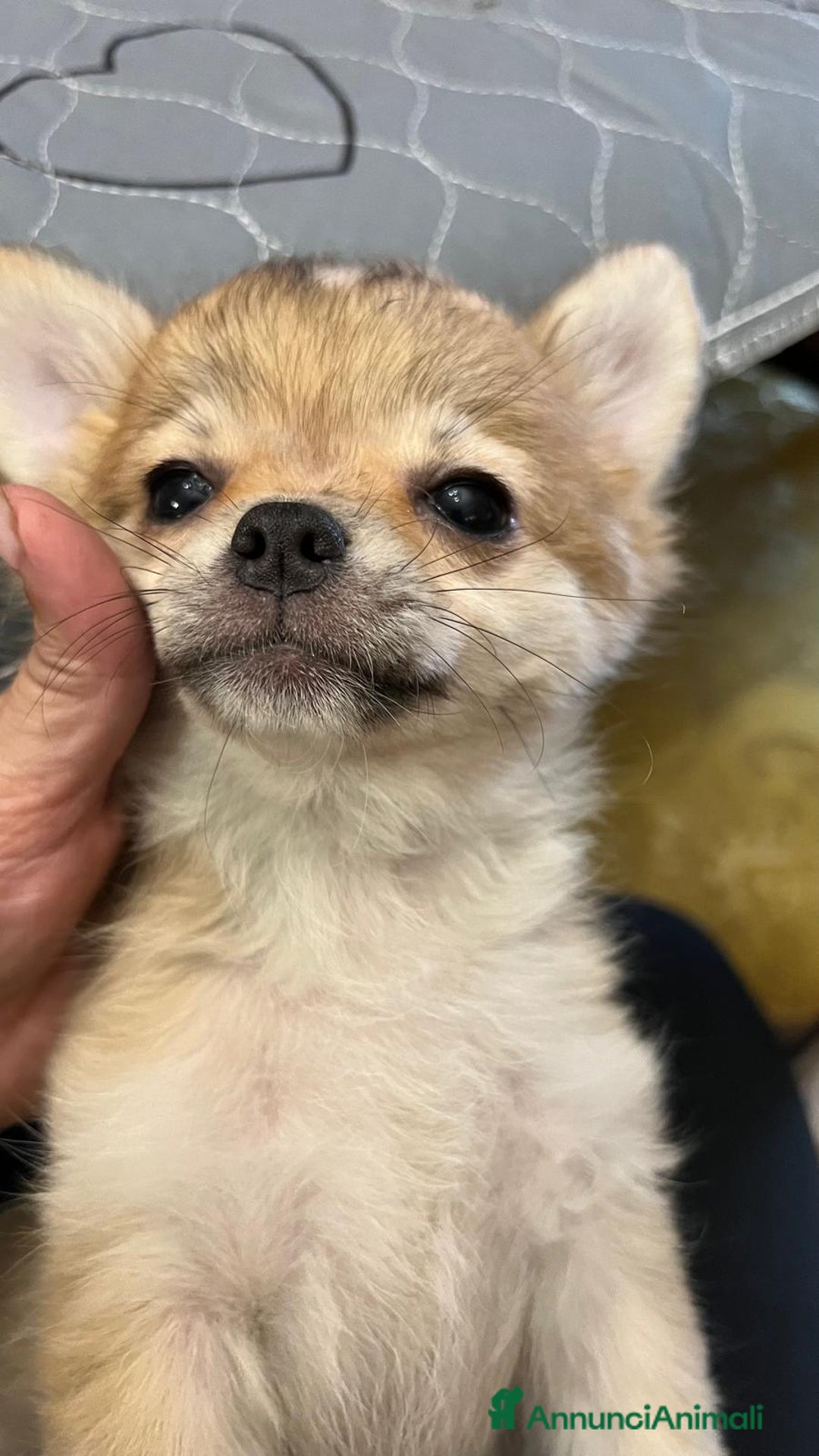 Chihuahua cani in vendita: Cuccioli di chihuahua  a Provincia di Frosinone - Immagine 3