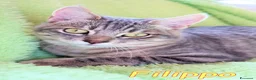 Europeo gatti in regalo: FILIPPO IL GATTINO VIAGGIATORE - Annuncio 1