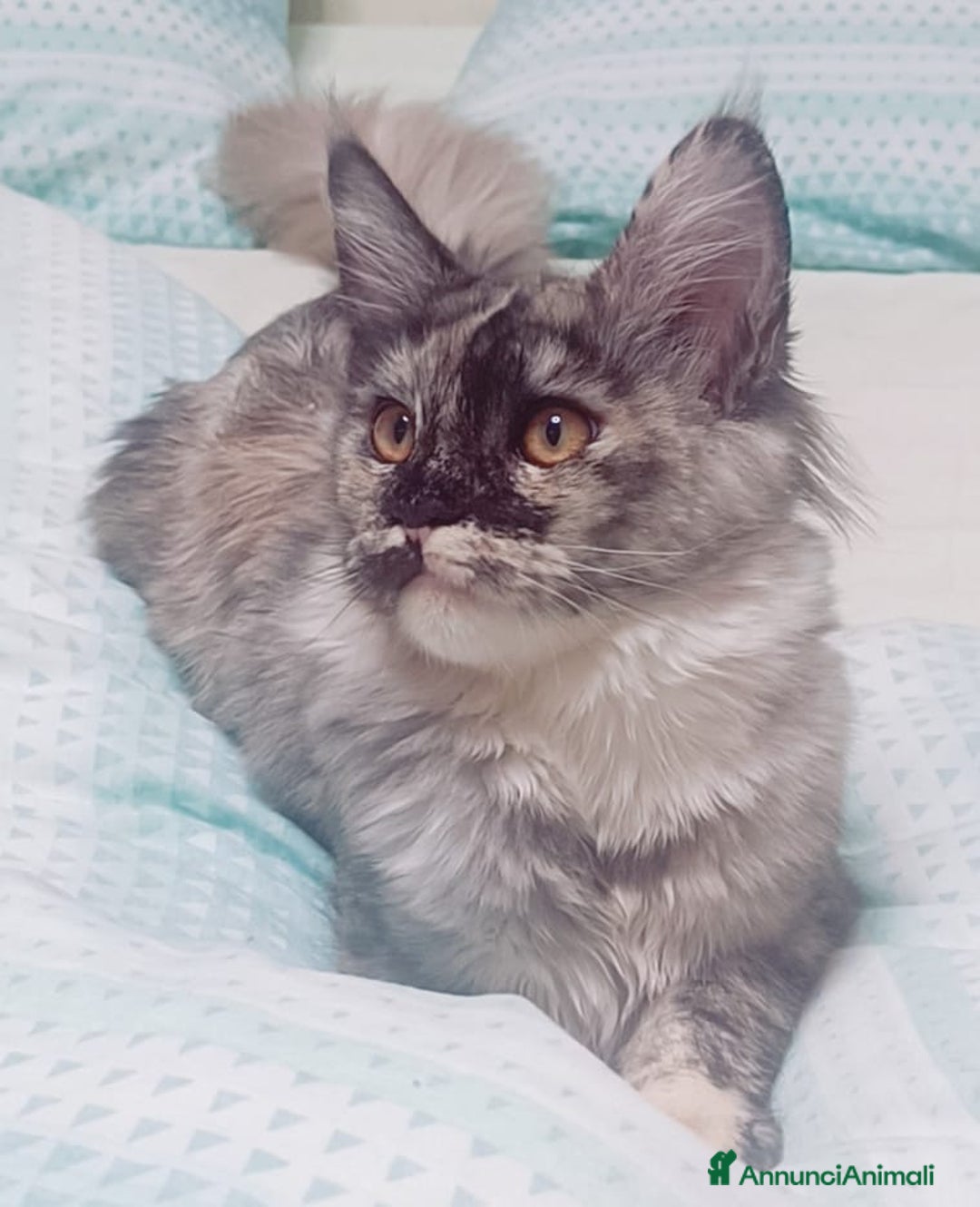 Maine Coon gatti in vendita: Cucciola Maine Coon Pedigree ANFI - Annuncio 3