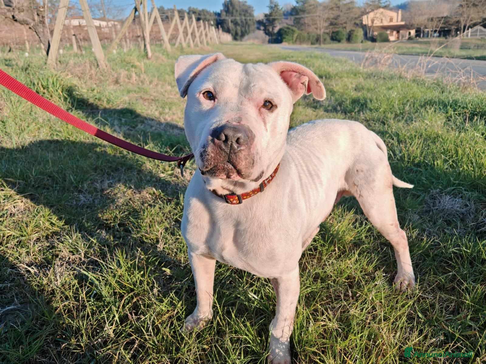 Pitbull cani CIRO, PITBULL tanto dolce rimasto SOLO. - Annuncio 2