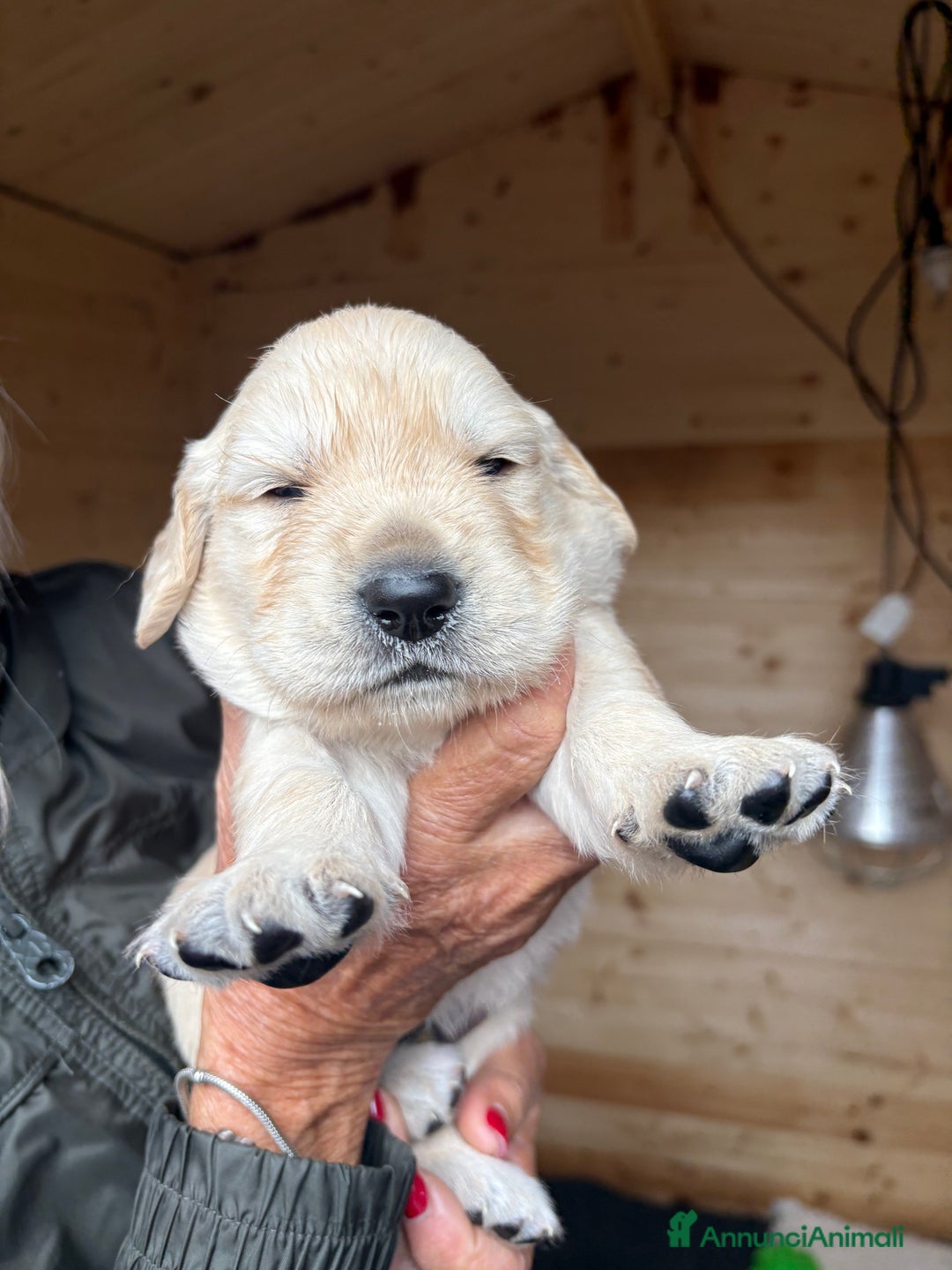 Golden Retriever cani in vendita: Ultimo maschietto di golden retriver disponibile - Annuncio 1