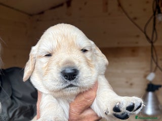 Golden Retriever cani Ultimo maschietto di golden retriver disponibile - Annuncio 3
