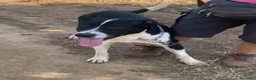 Meticcio cani in regalo: Oliver 14mesi(mamma Pitbull)cresce in box CALABRIA - Annuncio 3