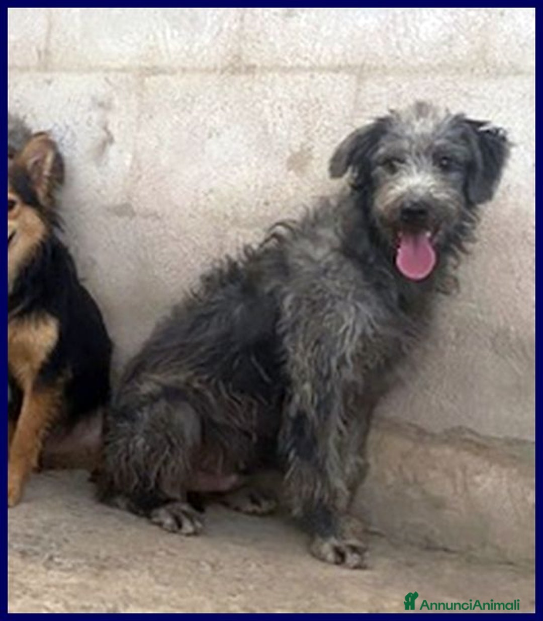 Meticcio cani in regalo: MAGOGO giovane in cerca di casa - Annuncio 6