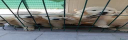 Pastore Abbruzzese Maremmano cani in vendita: Vendesi cuccioli Pastore Maremmano Abruzzese - Annuncio 5