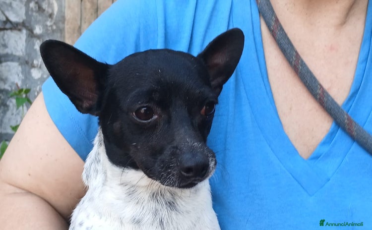 Chihuahua cani a Città metropolitana di Roma Capitale - Annuncio 4