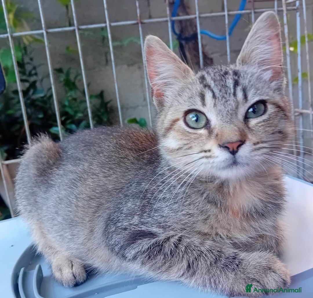 Meticcio gatti in regalo: Gattine cercano casa - Immagine 2