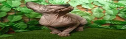 Sphynx gatti in vendita: Cucciola di Canadian Sphynx - Annuncio 4