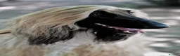 Levriero cani in vendita: BELLISSIMO CUCCIOLO LEVRIERO AFGANO a Provincia di Viterbo - Annuncio 12