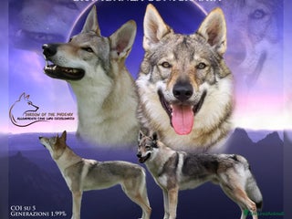 Lupo Cecoslovacco cani Cuccioli Cane Lupo Cecoslovacco - Annuncio 1