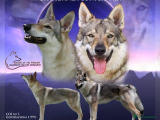 Lupo Cecoslovacco cani Cuccioli Cane Lupo Cecoslovacco - Annuncio 1