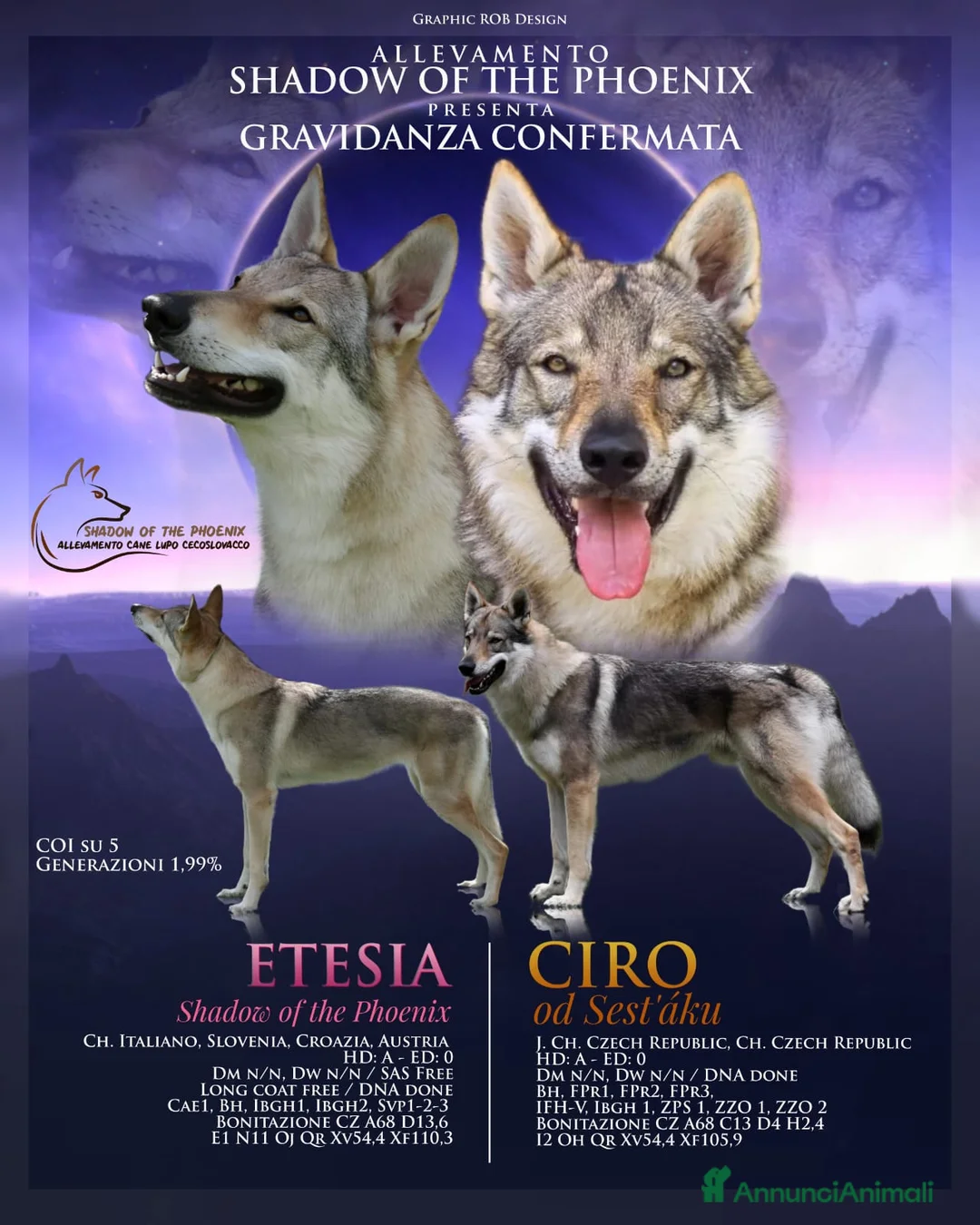 Lupo Cecoslovacco cani in vendita: Cuccioli Cane Lupo Cecoslovacco  - Annuncio 1