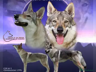 Lupo Cecoslovacco cani Cuccioli Cane Lupo Cecoslovacco - Annuncio 3