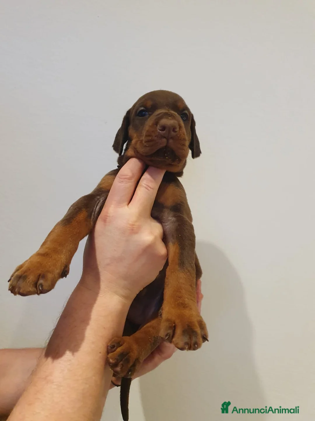 Dobermann cani in vendita: Cuccioli di Dobermann - Annuncio 20
