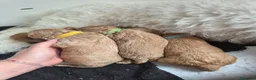 Barboncino Toy cani in vendita: Barboncini toy/nano - Annuncio 2