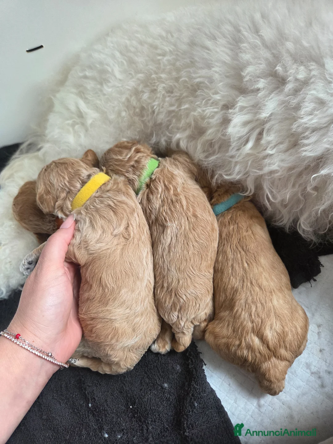 Barboncino Toy cani in vendita: Barboncini toy/nano - Annuncio 2