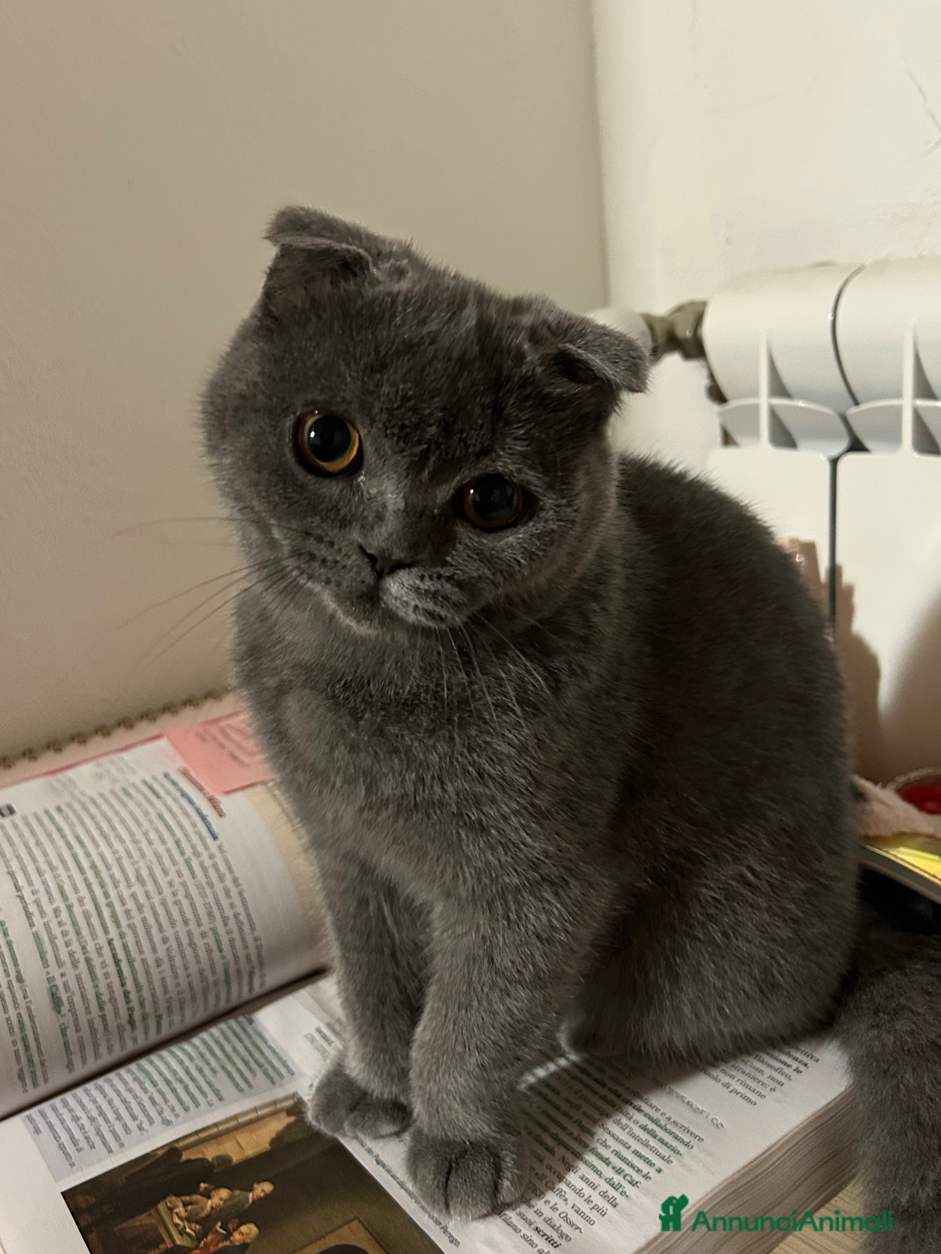 Scottish gatti cerco maschio per accoppiamento  - Annuncio 1