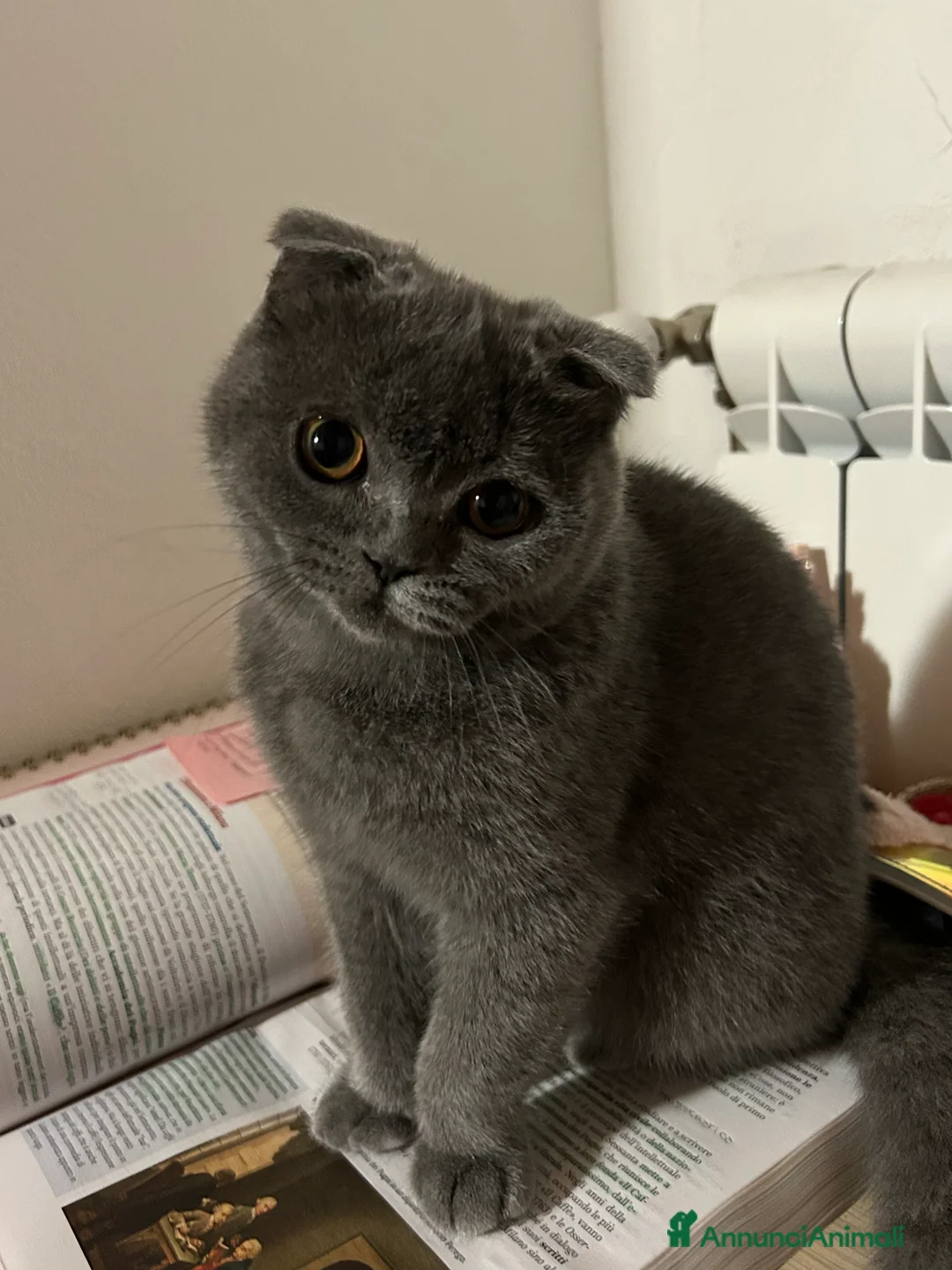 Scottish gatti per accoppiamento: cerco maschio per accoppiamento  - Annuncio 1