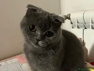 Scottish gatti cerco maschio per accoppiamento - Annuncio 1