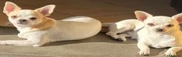 Chihuahua cani in vendita: Cuccioli chihuahua a Provincia di Cremona - Annuncio 13