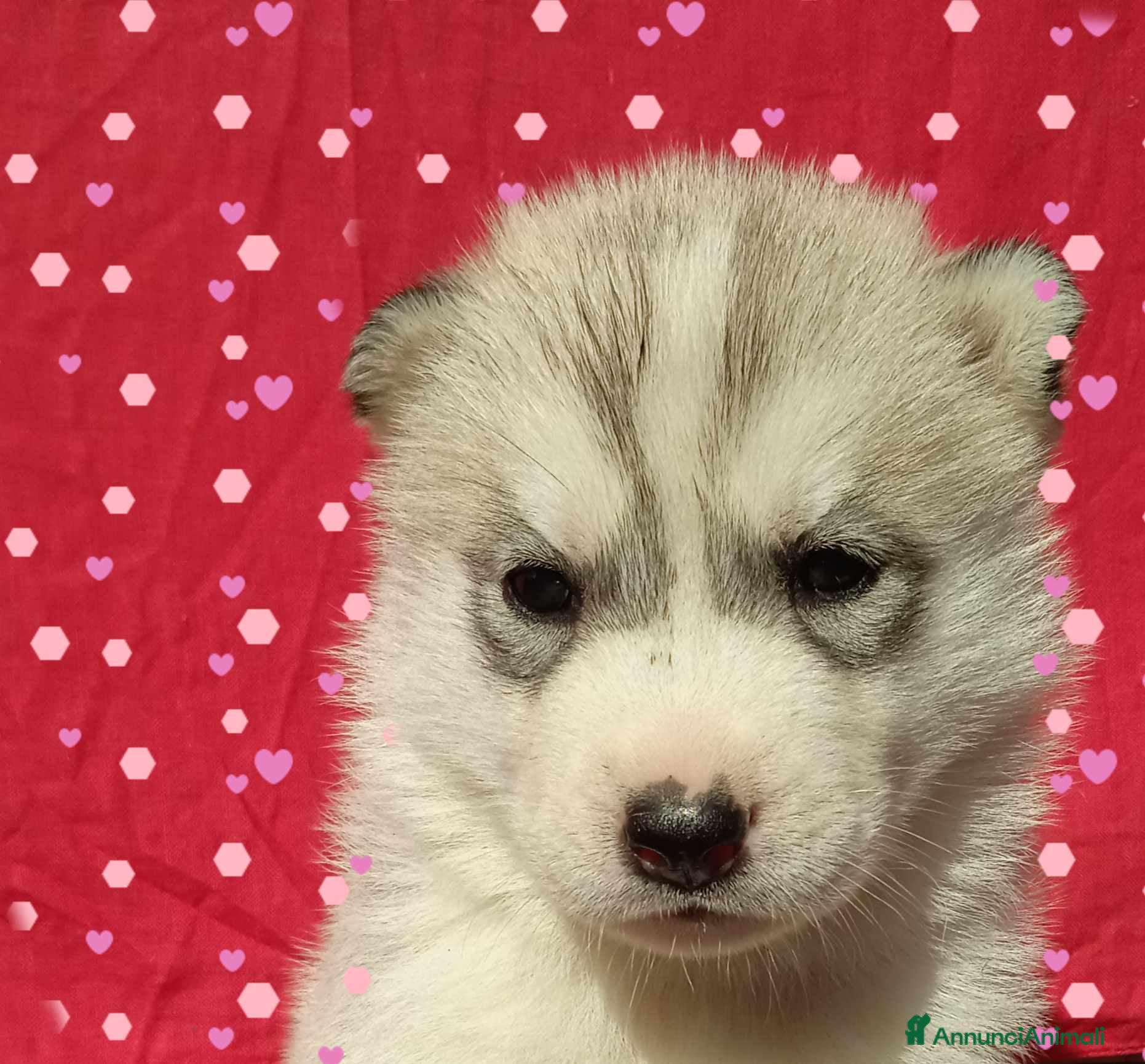 Husky cani Cuccioli siberian husky con pedegree - Annuncio 1