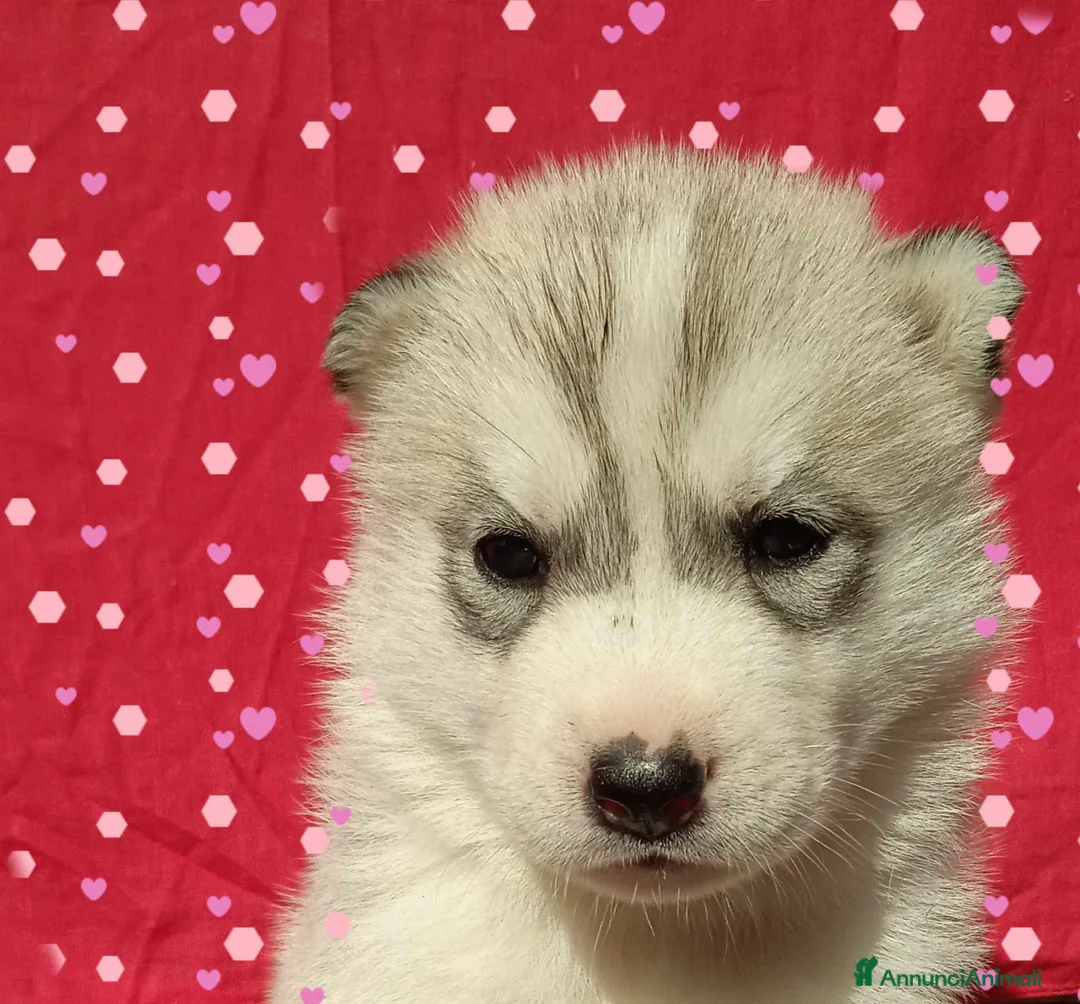 Husky cani in vendita: Cuccioli siberian husky con pedegree - Annuncio 1