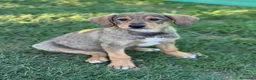 Meticcio cani in regalo: 3 simpaticissimi cuccioli dalle lunghe orecchie! - Annuncio 11