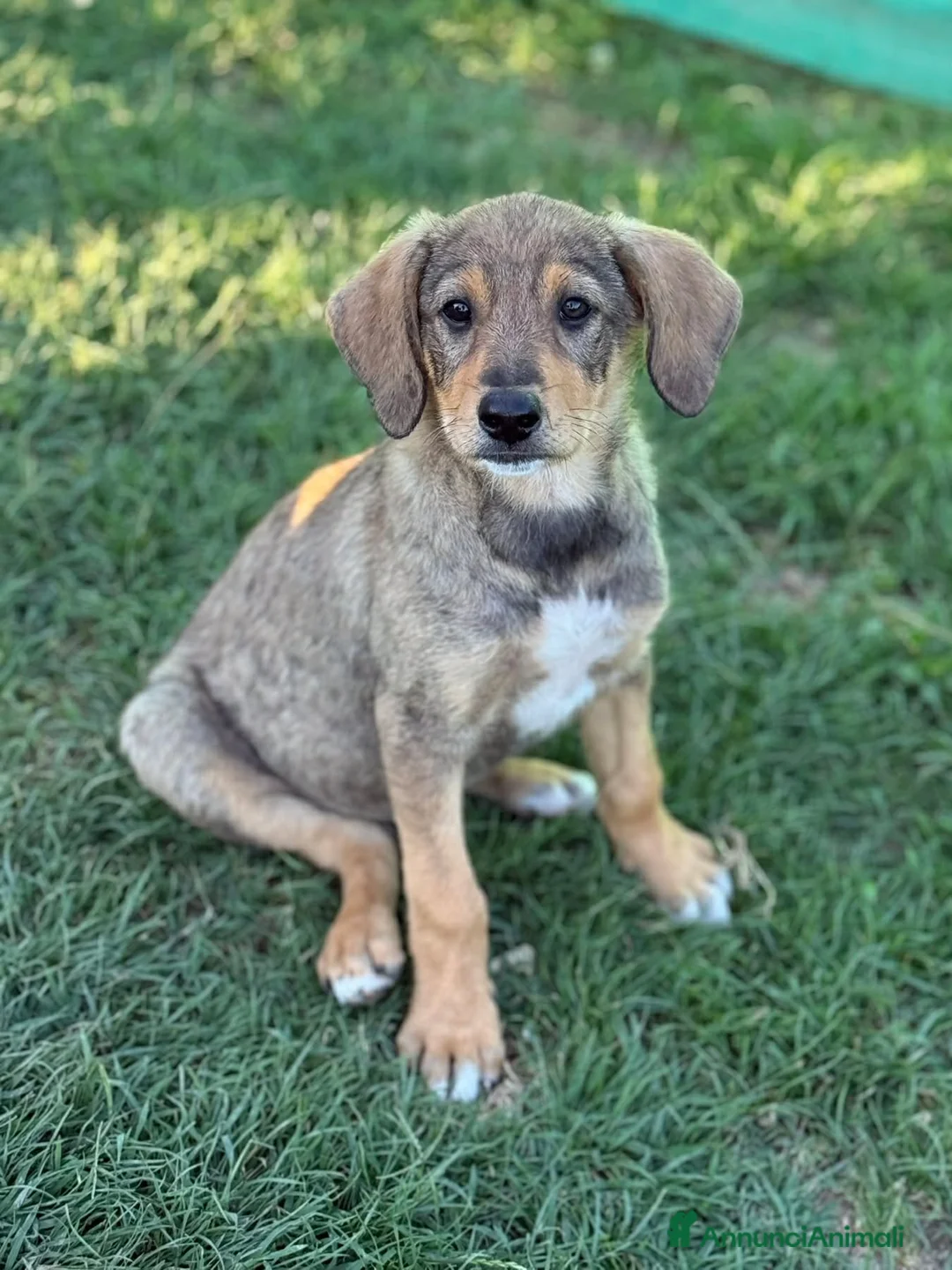 Meticcio cani in regalo: 3 simpaticissimi cuccioli dalle lunghe orecchie! - Annuncio 11