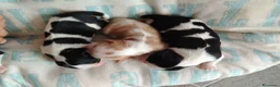 Cavalier King cani in vendita: Cavalier king con pedigree enci  a Provincia di Sondrio - Annuncio 10