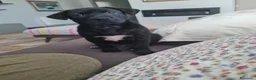 Meticcio cani in regalo: NAMI 🩷 cucciola, il mondo è tutto da scoprire a Provincia di Ferrara - Annuncio 5