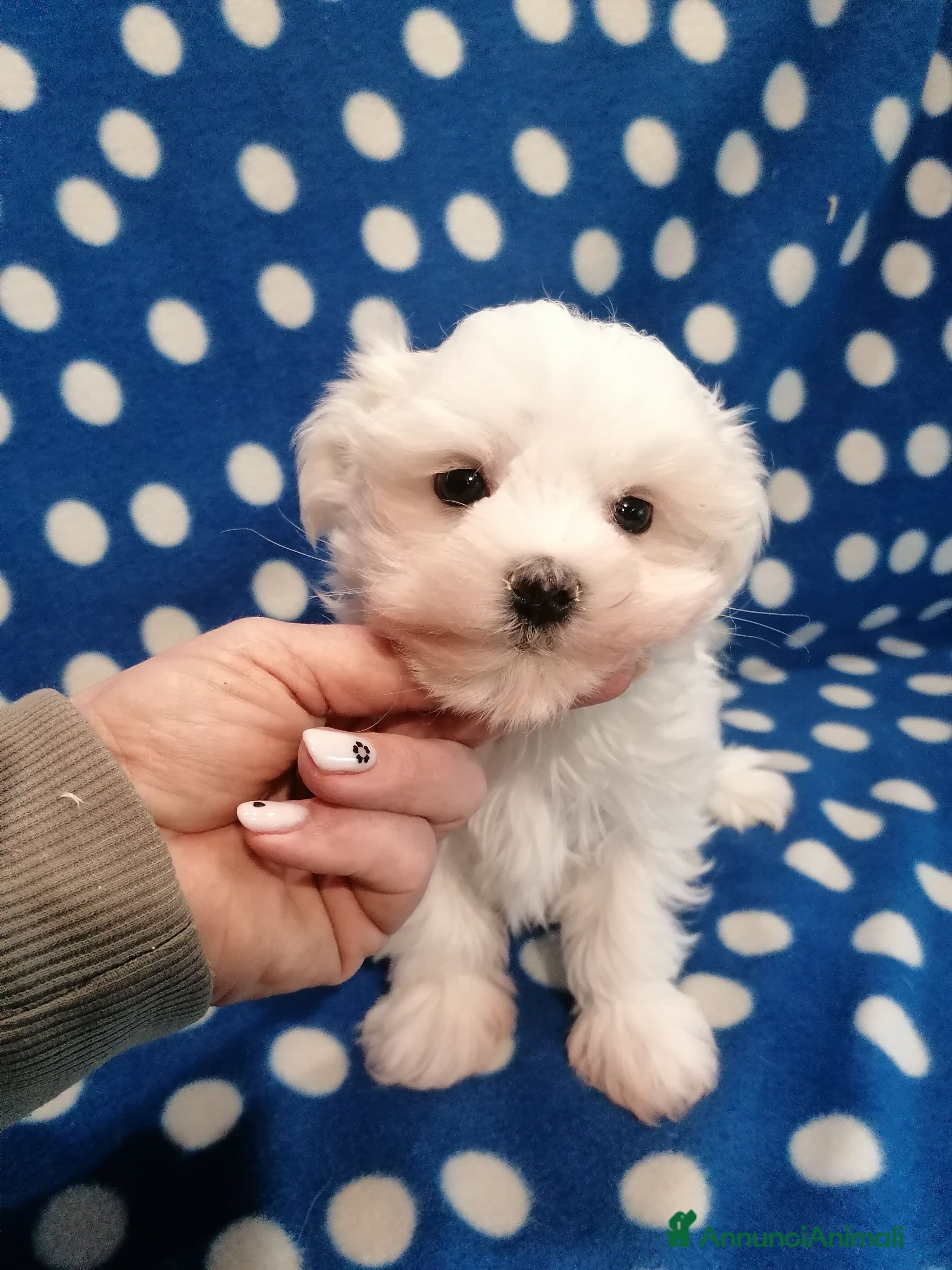 Maltese cani Maltese cuccioli Pedigree Enci - Annuncio 2
