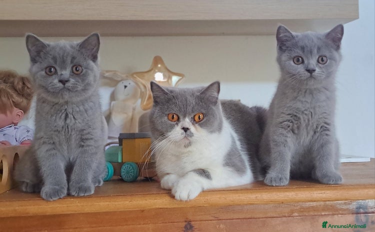 British gatti a Provincia di Verona - Annuncio 15