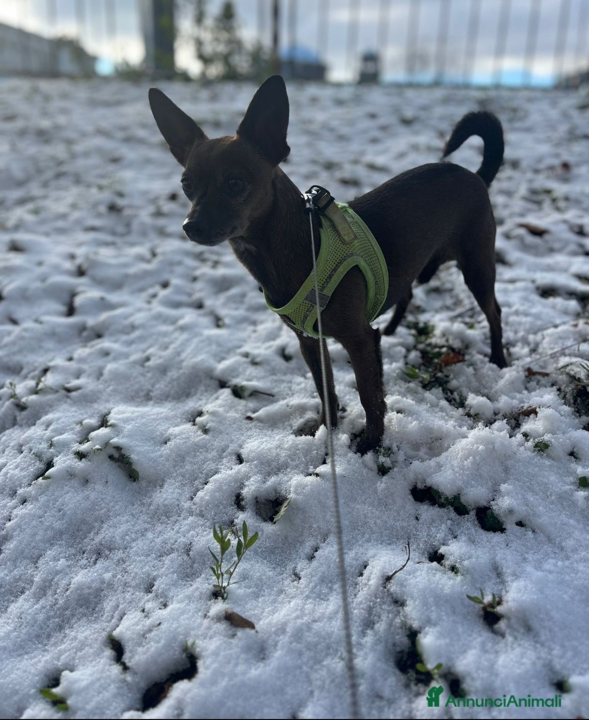 Pinscher Miniatura cani Mini pinscher maschio  - Annuncio 40