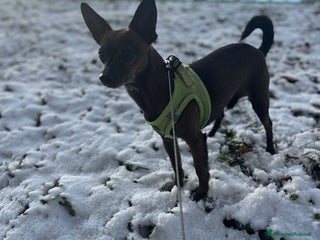 Pinscher Miniatura cani Mini pinscher maschio - Annuncio 36