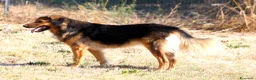 Meticcio cani in regalo: Enza dolcissima mix border collie in adozione  - Annuncio 3