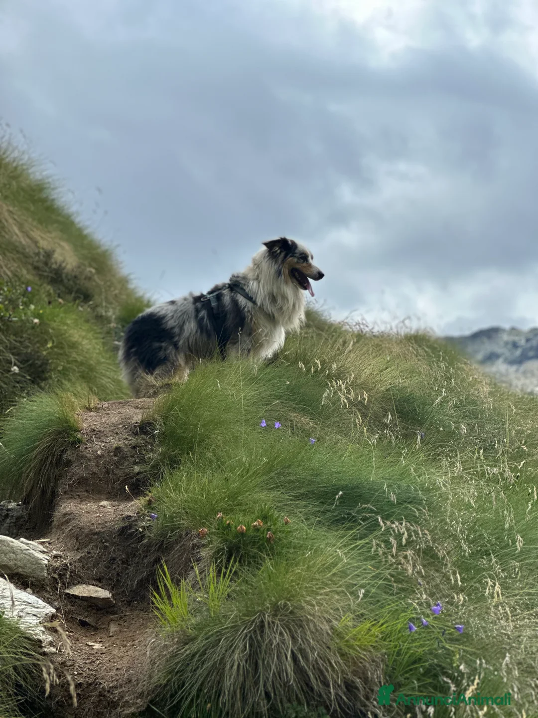 Australian Shepherd cani per accoppiamento: Australian Sheperd Blu merle con pedigree. - Annuncio 3