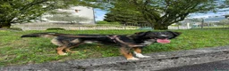Meticcio cani in regalo: duke  - Annuncio 4