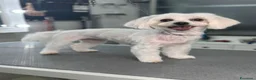 Maltese cani in regalo: REGALO CAGNOLINA MALTESE a Provincia di Vicenza - Annuncio 1