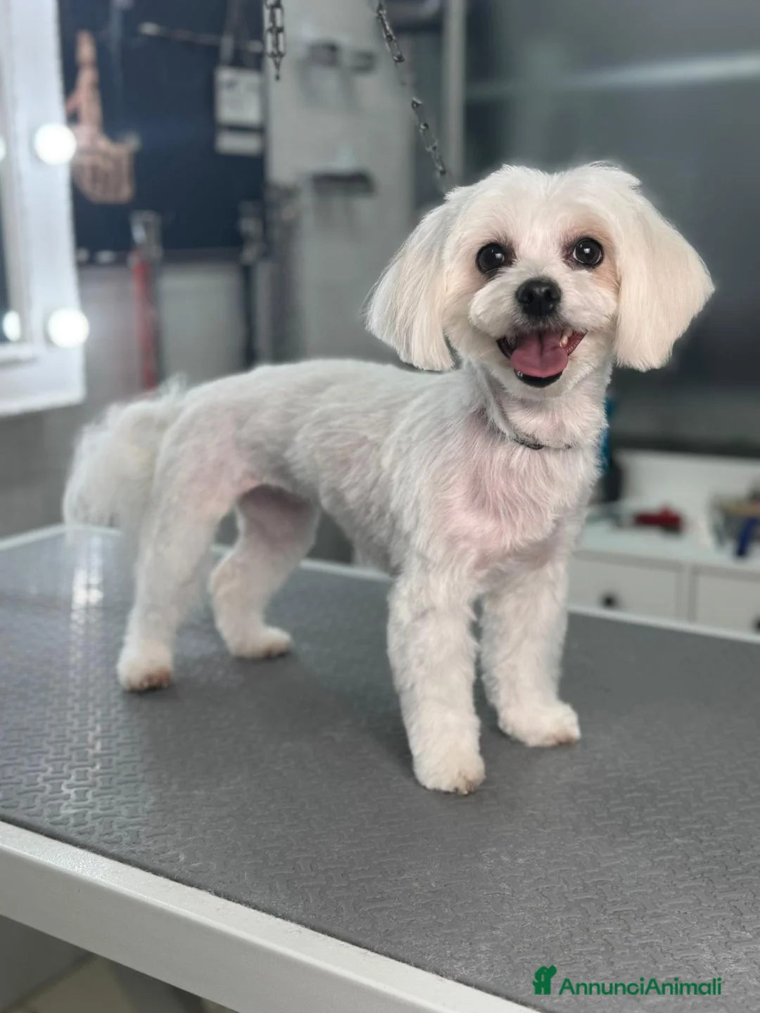 Maltese cani in regalo: REGALO CAGNOLINA MALTESE a Provincia di Vicenza - Annuncio 1