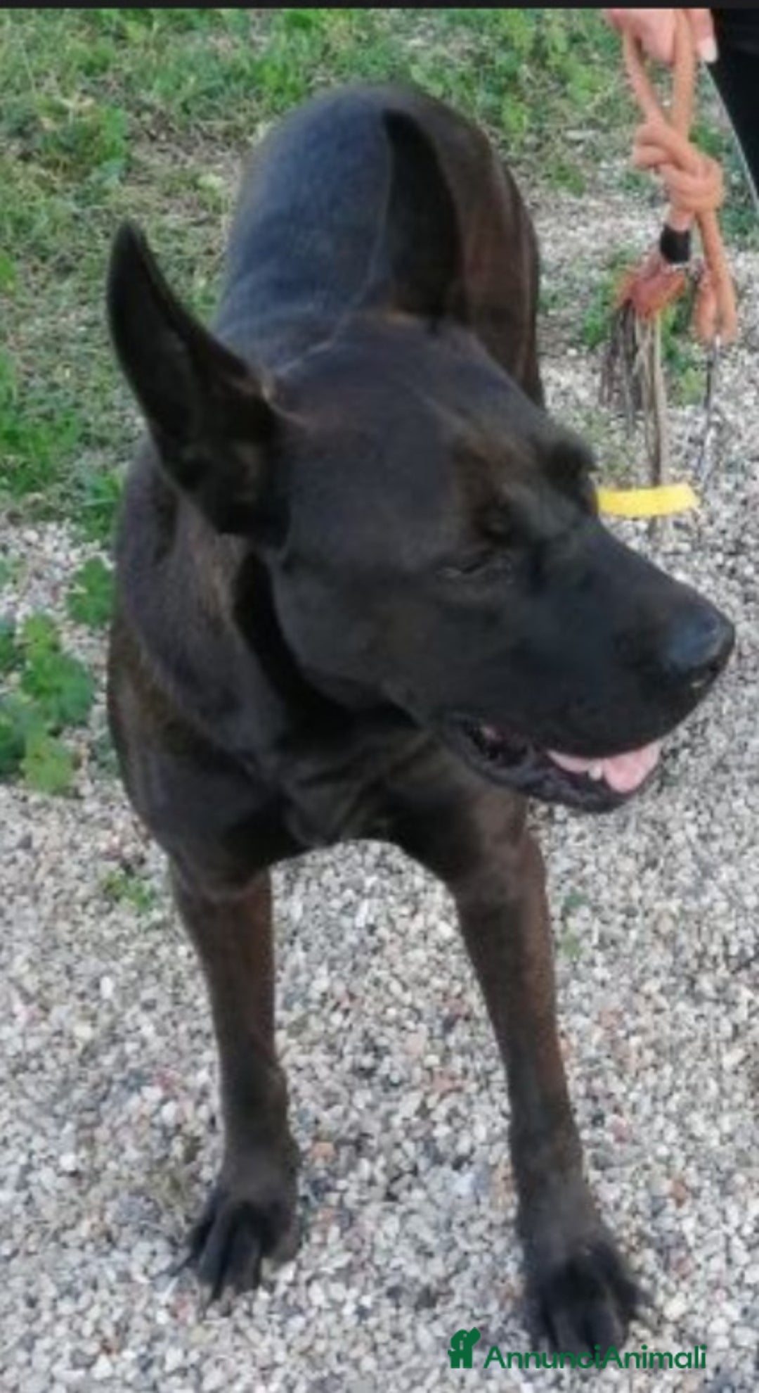 Meticcio cani in regalo: Mix Belga/Corso giovane,buono e invisibile.SALERNO a Città metropolitana di Milano - Annuncio 2