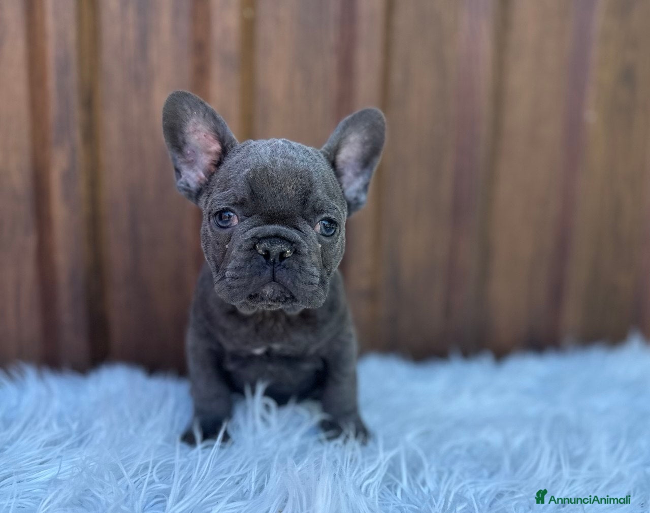 Bulldog Francese cani Bulldog francese femmina blu - Annuncio 1
