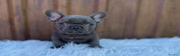 Bulldog Francese cani in vendita: Bulldog francese femmina blu - Annuncio 1