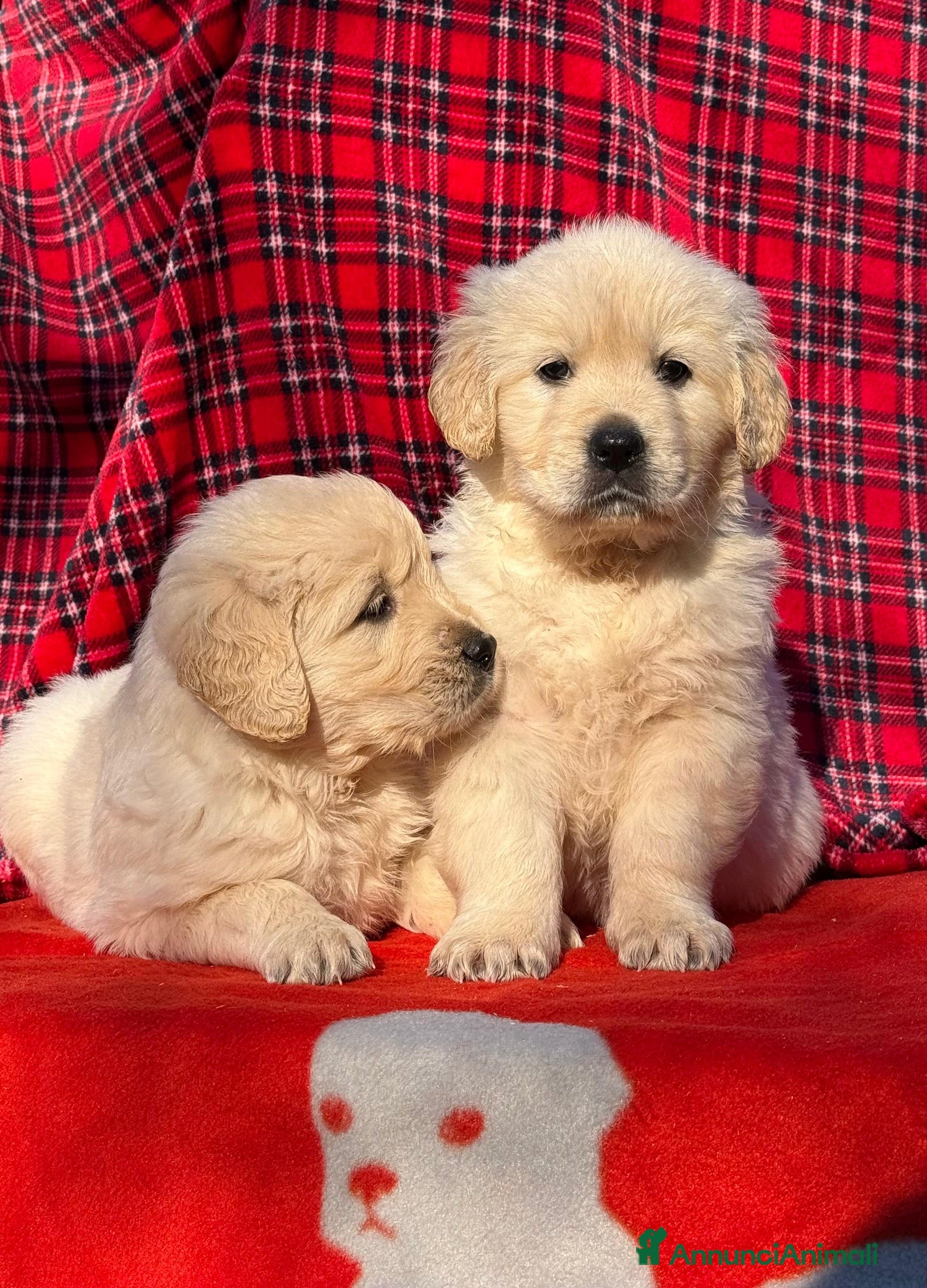 Golden Retriever cani Golden Retriever  - Annuncio 1