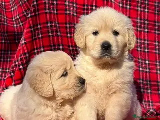 Golden Retriever cani Golden Retriever - Annuncio 4