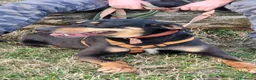 Meticcio cani in regalo: Skylar, una splendida mix segugio - Annuncio 4