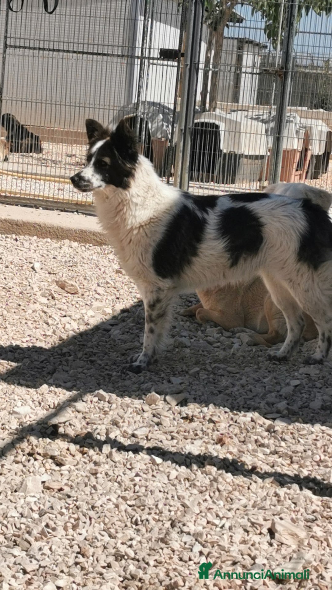 Meticcio cani in regalo: 2amici di box 3anni meravigliosi BARI SOS CASA a Città metropolitana di Milano - Annuncio 4