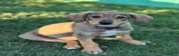 Meticcio cani in regalo: 3 simpaticissimi cuccioli dalle lunghe orecchie! - Annuncio 8