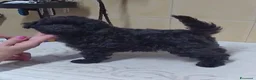 Barboncino Toy cani in vendita: Barboncini Toy Marrone e Nero - Annuncio 4